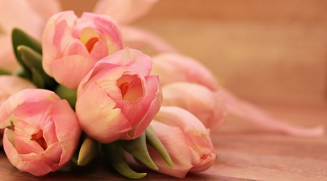 다육이 줄기 자르기-다육식물 자르기와 삽목법에 대한 노하우