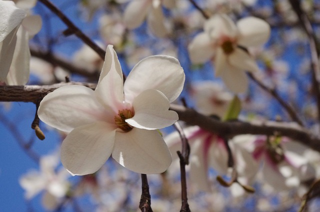 목련 일본어-벚꽃 개나리 목련 영어로 봄 영어로 표현 알아보기, 일본 최대급 잎과 꽃 일본목련의 빨간 열매, 대구 청라언덕  목련 사진 찍기 좋은 곳 뉴진스