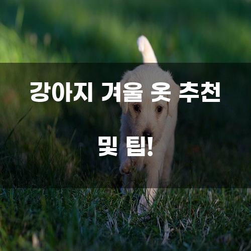 강아지 겨울 옷 추천 및 팁!