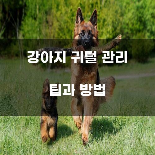 강아지 귀털 관리 팁과 방법