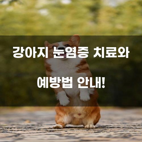 강아지 눈염증 치료와 예방법 안내!