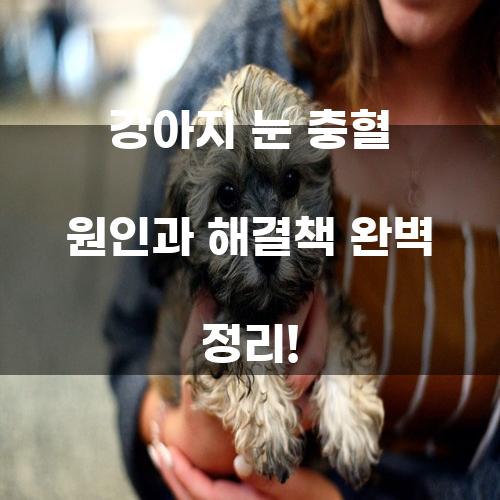 강아지 눈 충혈 원인과 해결책 완벽 정리!