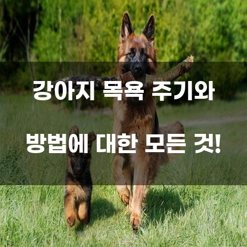 강아지 목욕 주기와 방법에 대한 모든 것!