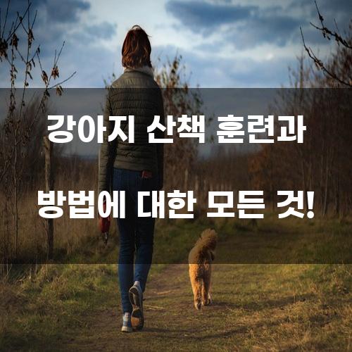 강아지 산책 훈련과 방법에 대한 모든 것!