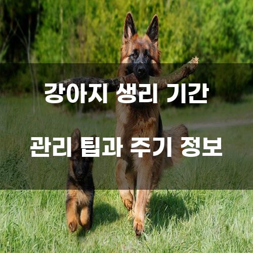 강아지 생리 기간 관리 팁과 주기 정보