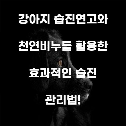 강아지 습진연고와 천연비누를 활용한 효과적인 습진 관리법