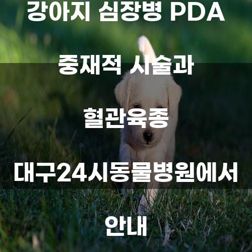 강아지 심장병 PDA 중재적 시술과 혈관육종 대구24시동물병원 안내