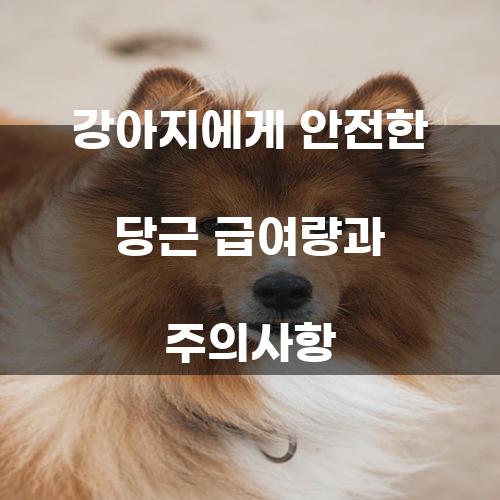 강아지에게 안전한 당근 급여량과 주의사항