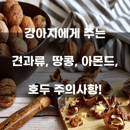 강아지에게 주는 견과류, 땅콩, 아몬드, 호두 주의사항!