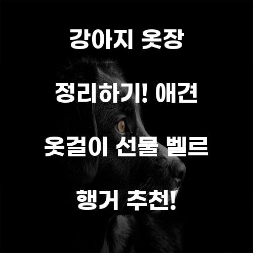 강아지 옷장 정리하기! 애견 옷걸이 선물 벨르 행거 추천!