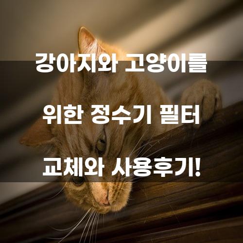 강아지와 고양이를 위한 정수기 필터 교체와 사용후기!
