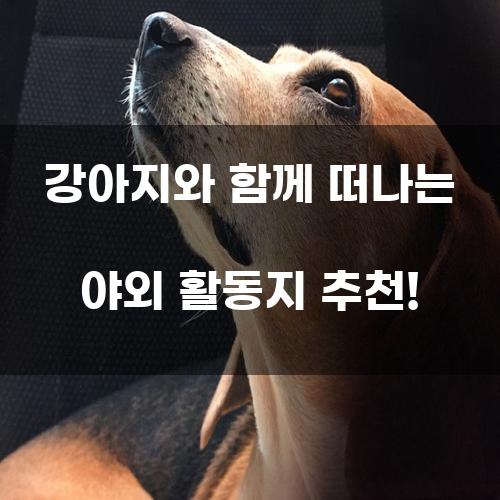 강아지와 함께 떠나는 야외 활동지 추천!