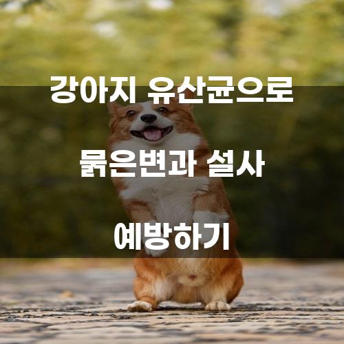 강아지 유산균으로 묽은변과 설사 예방하기