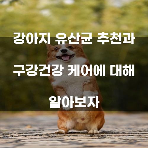 강아지 유산균 추천과 구강건강 케어에 대해 알아보자