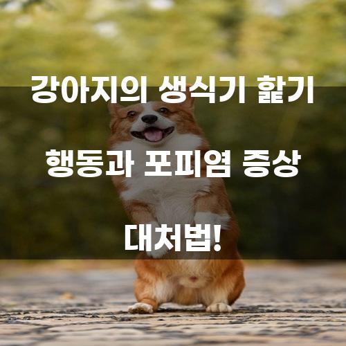 강아지의 생식기 핥기 행동과 포피염 증상 대처법