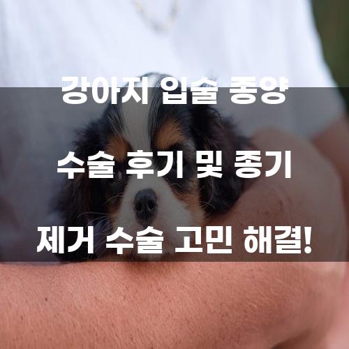 강아지 입술 종양 수술 후기 및 종기 제거 수술 고민 해결!