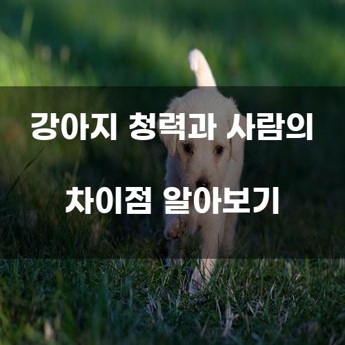 강아지 청력과 사람의 차이점 알아보기
