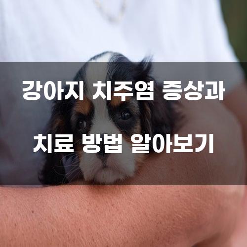 강아지 치주염 증상과 치료 방법 알아보기