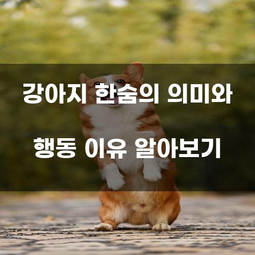 강아지 한숨의 의미와 행동 이유 알아보기