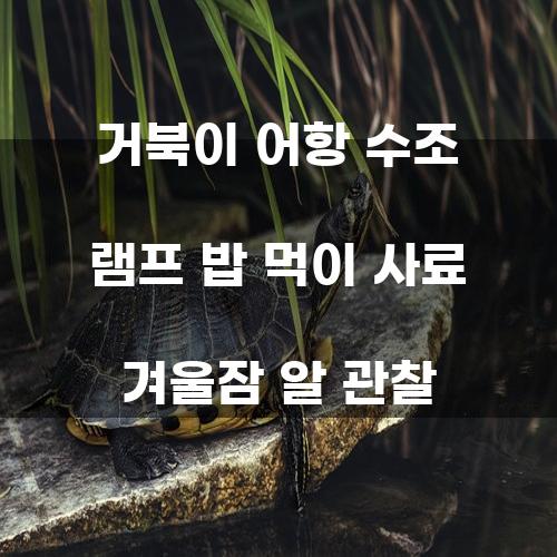 거북이 어항 수조 램프 밥 먹이 사료 겨울잠 알 관찰