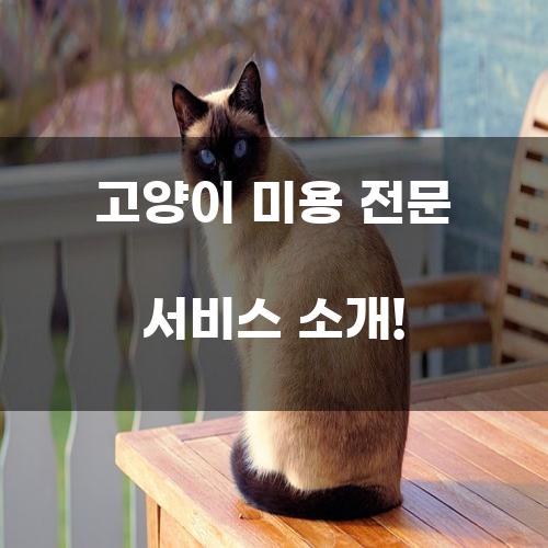 고양이 미용 전문 서비스 소개!