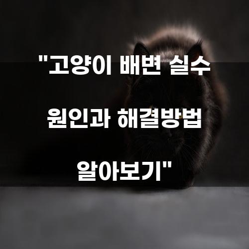 고양이 배변 실수 원인과 해결방법 알아보기