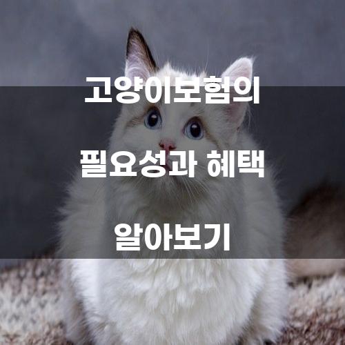 고양이보험: 왜 필요한가?