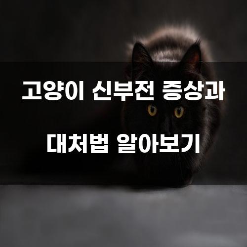 고양이 신부전 증상과 대처법 알아보기