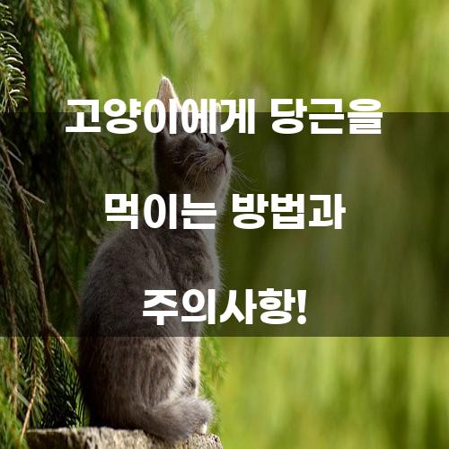고양이에게 당근을 먹이는 방법과 주의사항