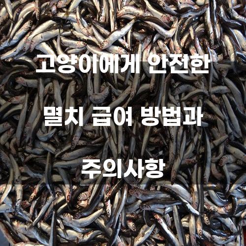 고양이에게 안전한 멸치 급여 방법과 주의사항