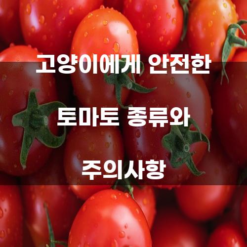 안전한 토마토 종류와 주의사항
