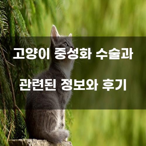 고양이 중성화 수술: 이유, 방법, 후기