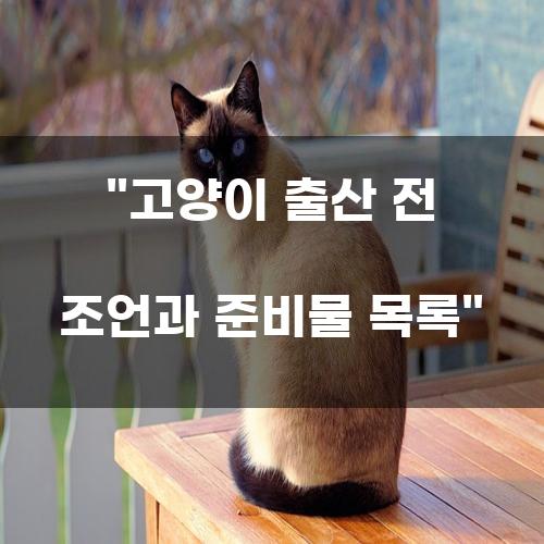 고양이 출산 전 조언과 준비물 목록