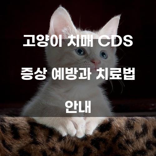 고양이 치매 CDS 증상 예방과 치료법 안내