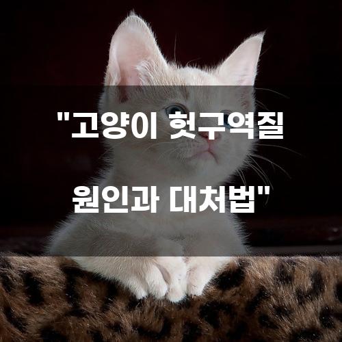 고양이 헛구역질 원인과 대처법