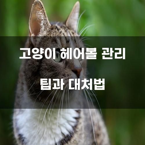 고양이 헤어볼 관리 팁과 대처법