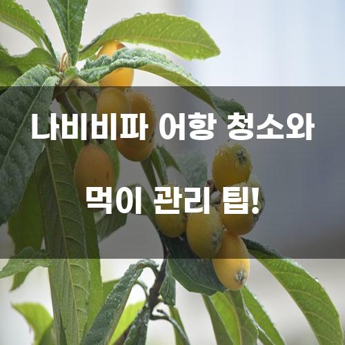 나비비파 어항 청소와 먹이 관리 팁!