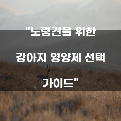 노령견을 위한 강아지 영양제 선택 가이드