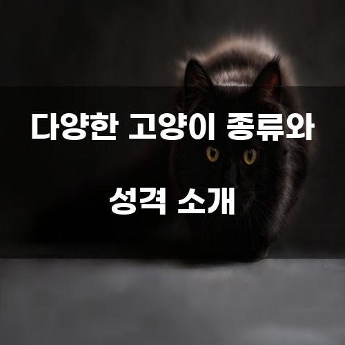 다양한 고양이 종류와 성격 소개