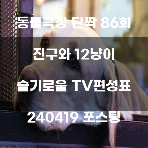 동물극장 단짝 86회 진구와 12냥이 슬기로울 TV편성표 240419 포스팅