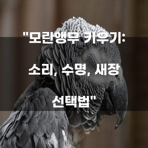 모란앵무 키우기: 소리, 수명, 새장 선택법