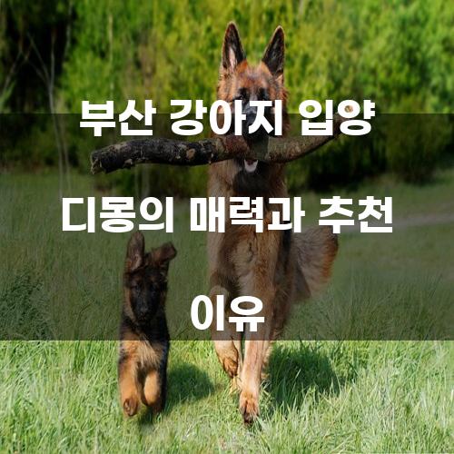 부산 강아지 입양 디몽의 매력과 추천 이유
