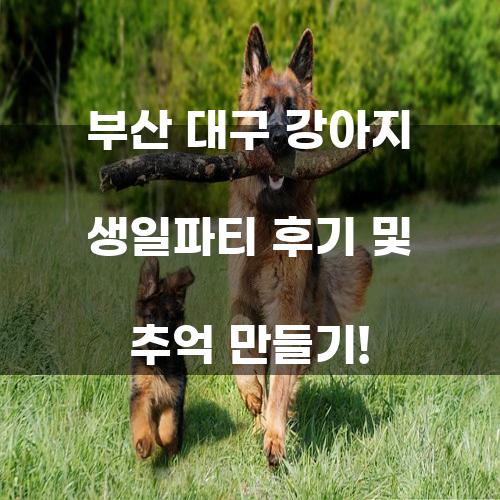 부산 대구 강아지 생일파티 후기 및 추억 만들기!
