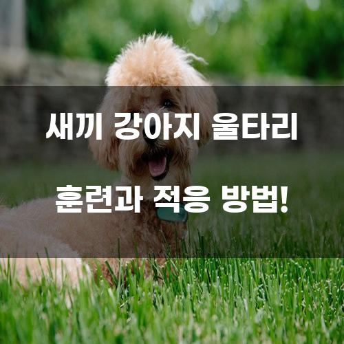 새끼 강아지 울타리 훈련과 적응 방법