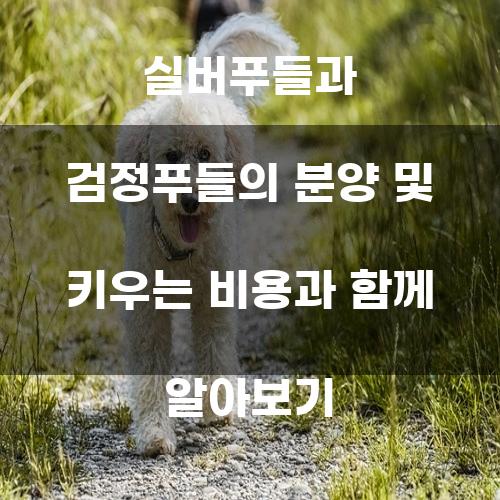 실버푸들과 검정푸들의 분양 및 키우는 비용과 함께 알아보기