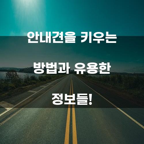 안내견을 키우는 방법과 유용한 정보들