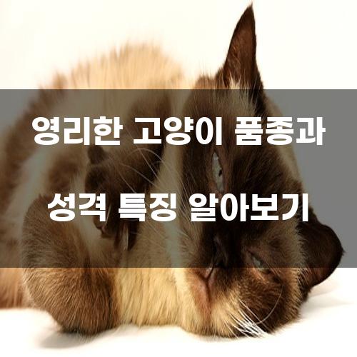 영리한 고양이 품종과 성격 특징 알아보기