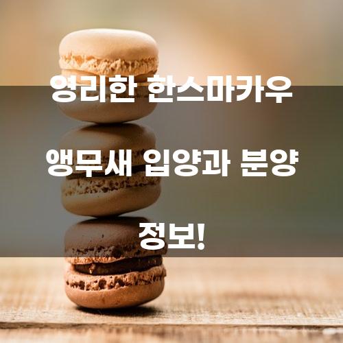 영리한 한스마카우 앵무새 입양과 분양 정보!