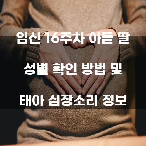 임신 16주차 아들 딸 성별 확인 방법 및 태아 심장소리 정보