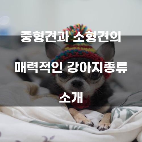 중형견과 소형견의 매력적인 강아지종류 소개
